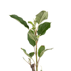 Malus John Downie