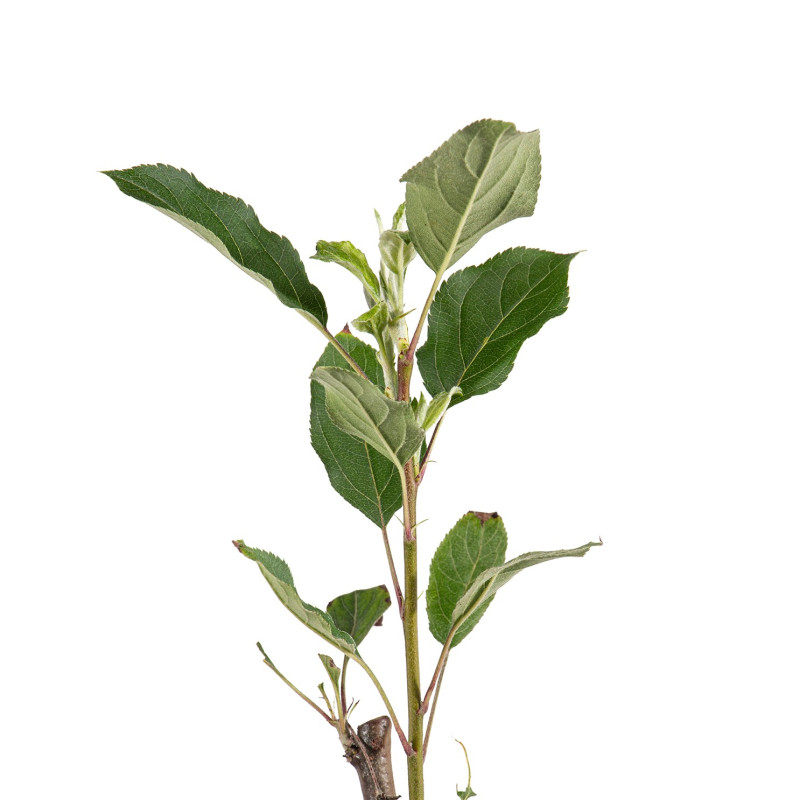 Malus John Downie