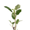 Malus John Downie
