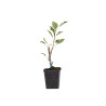Malus John Downie