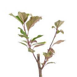 Malus Red Obelisk