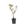 Malus Red Obelisk