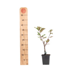 Malus Red Obelisk
