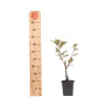 Malus Red Obelisk