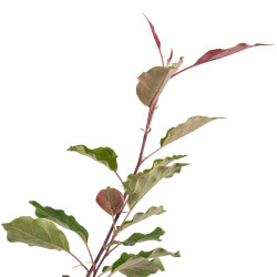 Malus Rudolph