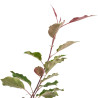 Malus Rudolph