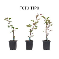 Malus Rudolph