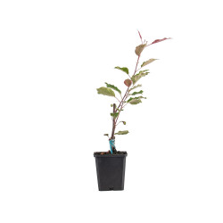 Malus Rudolph