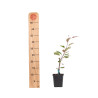 Malus Rudolph