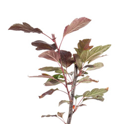Malus Toringo Scarlett
