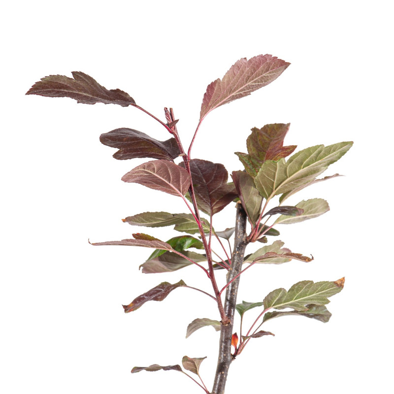 Malus Toringo Scarlett