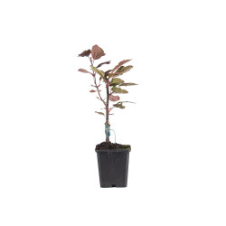 Malus Toringo Scarlett