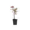 Malus Toringo Scarlett
