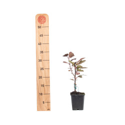Malus Toringo Scarlett
