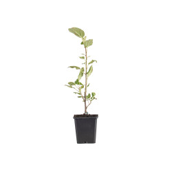 Malus Winter Gold