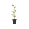 Malus Winter Gold