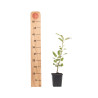Malus Winter Gold
