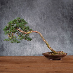 Pinus sylvestris - B4984