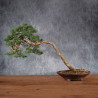 Pinus sylvestris - B4984