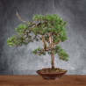 Pinus sylvestris - B4984