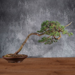 Pinus sylvestris - B4984