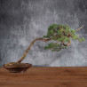 Pinus sylvestris - B4984
