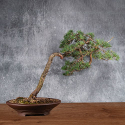 Pinus sylvestris - B4984