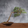 Pinus sylvestris - B4984