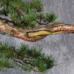 Pinus sylvestris - B4984