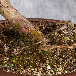 Pinus sylvestris - B4984
