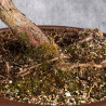 Pinus sylvestris - B4984