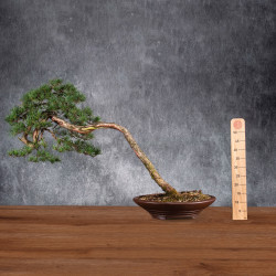 Pinus sylvestris - B4984