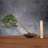 Pinus sylvestris - B4984