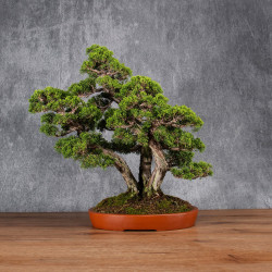 Juniperus chinensis...
