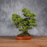 Juniperus chinensis itoigawa - B4985
