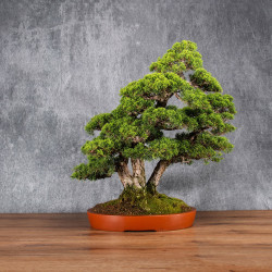 Juniperus chinensis itoigawa - B4985