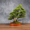 Juniperus chinensis itoigawa - B4985