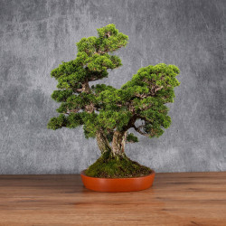 Juniperus chinensis itoigawa - B4985