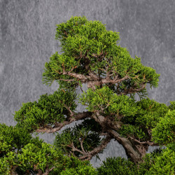 Juniperus chinensis itoigawa - B4985