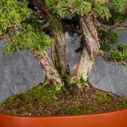 Juniperus chinensis itoigawa - B4985