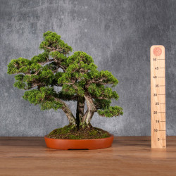 Juniperus chinensis itoigawa - B4985