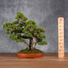 Juniperus chinensis itoigawa - B4985