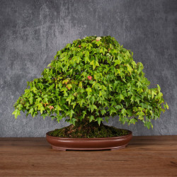 Acer buergerianum - B4987
