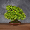 Acer buergerianum - B4987