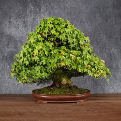 Acer buergerianum - B4987