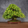 Acer buergerianum - B4987