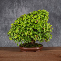 Acer buergerianum - B4987
