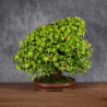 Acer buergerianum - B4987