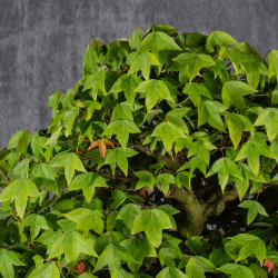 Acer buergerianum - B4987