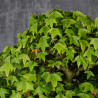 Acer buergerianum - B4987